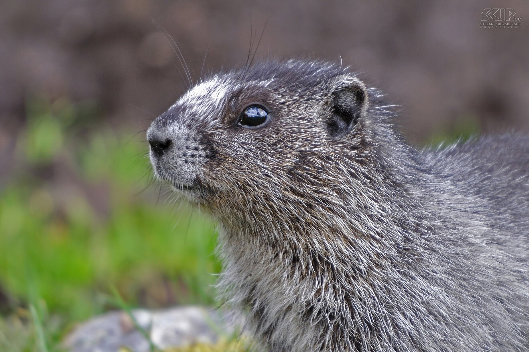 Jasper NP - Tonquin Valley - Grijze marmot (Marmota baibacina) Stefan Cruysberghs